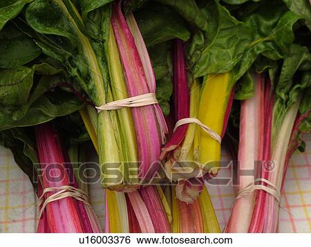 Stock Photograph -  Montpelier, VT, Vermont, Farmer's Market, Rhubarb. Fotosearch