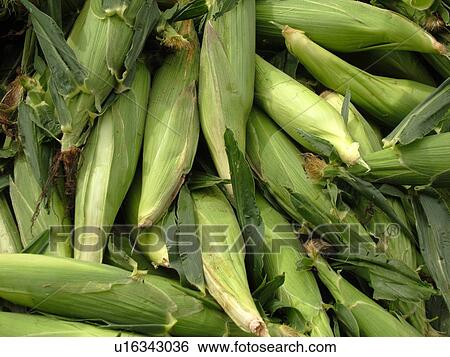 Montpelier, VT, Vermont, Farmer's Market, Corn, cobs View Large Photo Image Stock Photograph - Montpelier, VT, Vermont, Farmer's Market, Corn, cobs. Fotosearch