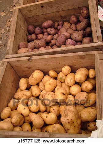 Montpelier, VT, Vermont, Farmer's Market, Potatoes View Large Photo Image Stock Photograph - Montpelier, VT, Vermont, Farmer's Market, Potatoes. Fotosearch