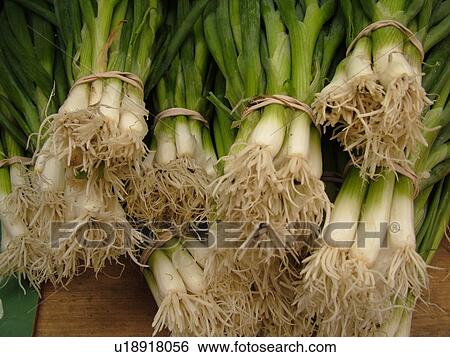 Stock Photograph -  Montpelier, VT, Vermont, Farmer's Market, Scallions. Fotosearch