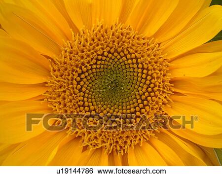 Stock Photograph -  Montpelier, VT, Vermont, Farmer's Market, Sunflower. Fotosearch