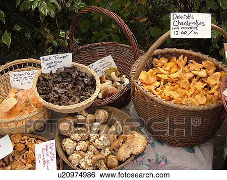 Montpelier, VT, Vermont, Farmer's Market, Mushrooms View Large Photo Image Stock Photograph - Montpelier, VT, Vermont, Farmer's Market, Mushrooms. Fotosearch