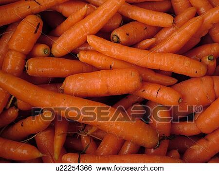 Stock Photograph -  Montpelier, VT, Vermont, Farmer's Market, carrots. Fotosearch