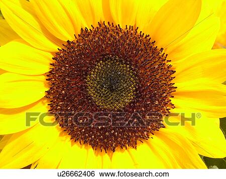 Montpelier, VT, Vermont, Farmer's Market, Sunflower View Large Photo Image Stock Photograph - Montpelier, VT, Vermont, Farmer's Market, Sunflower. Fotosearch