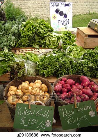 Montpelier, VT, Vermont, Farmer's Market, Yukon Gold Potatoes, Red Norland Potatoes, Green Leaf Lettuce View Large Photo Image Stock Photograph - Montpelier, VT, Vermont, Farmer's Market, Yukon Gold Potatoes, Red Norland Potatoes, Green Leaf Lettuce. Fotosearch