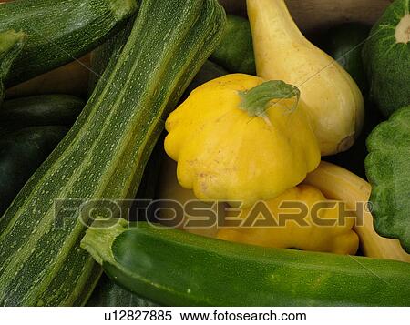 Montpelier, VT, Vermont, Farmer's Market, patty pam, zucchini View Large Photo Image Stock Photography - Montpelier, VT, Vermont, Farmer's Market, patty pam, zucchini. Fotosearch