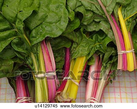 Stock Photography -  Montpelier, VT, Vermont, Farmer's Market, Rhubarb. Fotosearch