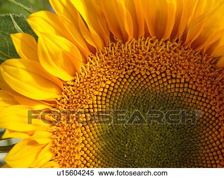 Stock Photography -  Montpelier, VT, Vermont, Farmer's Market, Sunflower. Fotosearch