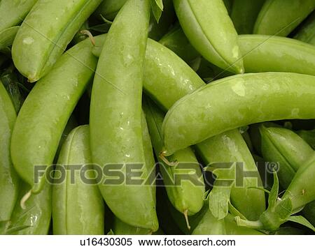 Montpelier, VT, Vermont, Farmer's Market, sugar snap peas View Large Photo Image Stock Photography - Montpelier, VT, Vermont, Farmer's Market, sugar snap peas. Fotosearch