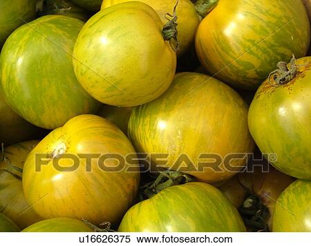 Stock Photography -  Montpelier, VT, Vermont, Farmer's Market, Tomatoes, green. Fotosearch
