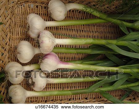 Stock Photography -  Montpelier, VT, Vermont, Farmer's Market, Garlic . Fotosearch