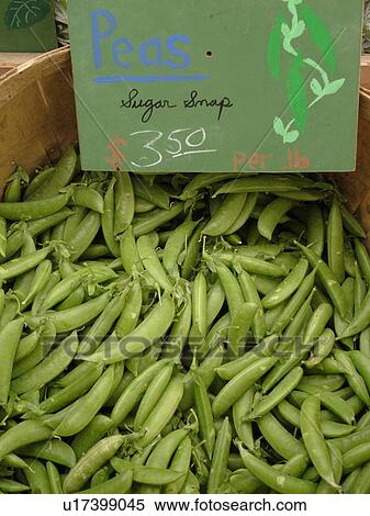 Montpelier, VT, Vermont, Farmer's Market, Sugar Snap Peas View Large Photo Image Stock Photography - Montpelier, VT, Vermont, Farmer's Market, Sugar Snap Peas. Fotosearch