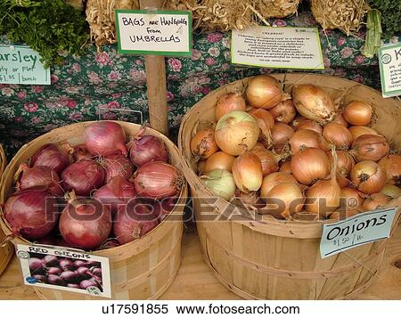 Montpelier, VT, Vermont, Farmer's Market, Onions View Large Photo Image Stock Photography - Montpelier, VT, Vermont, Farmer's Market, Onions. Fotosearch