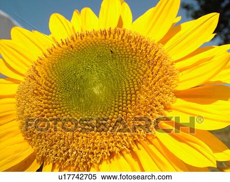 Stock Photography -  Montpelier, VT, Vermont, Farmer's Market, Sunflower. Fotosearch