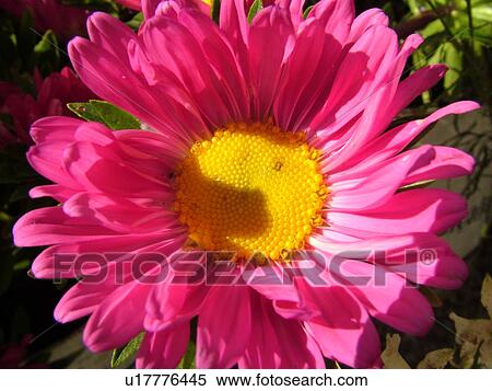 Montpelier, VT, Vermont, Farmer's Market, Pink Zinnia View Large Photo Image Stock Photography - Montpelier, VT, Vermont, Farmer's Market, Pink Zinnia. Fotosearch