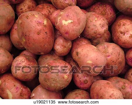 Montpelier, VT, Vermont, Farmer's Market, Red Potatoes View Large Photo Image Stock Photography - Montpelier, VT, Vermont, Farmer's Market, Red Potatoes. Fotosearch