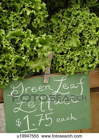 Montpelier, VT, Vermont, Farmer's Market, Green Leaf Lettuce View Large Photo Image Stock Photography -  Montpelier, VT, Vermont, Farmer's Market, Green Leaf Lettuce. Fotosearch