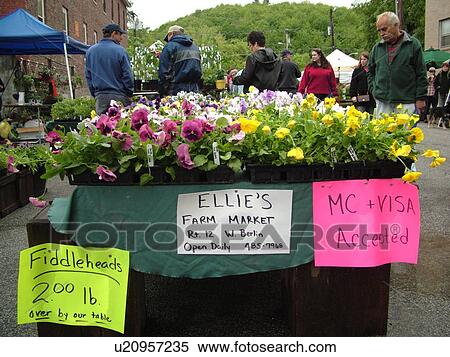 Stock Photography -  Montpelier, VT, Vermont, Farmer's Market, vendor, pansies for sale. Fotosearch
