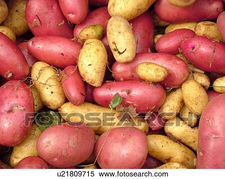 Montpelier, VT, Vermont, Farmer's Market, Potatoes View Large Photo Image Stock Photography - Montpelier, VT, Vermont, Farmer's Market, Potatoes. Fotosearch