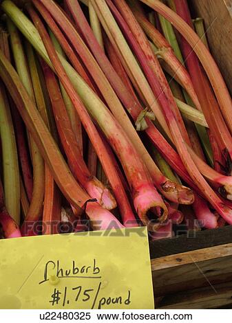 Stock Photography -  Montpelier, VT, Vermont, Farmer's Market, Rhubarb. Fotosearch