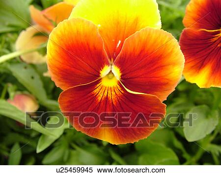 Stock Photography -  Montpelier, VT, Vermont, Farmer's Market, pansies, flowers. Fotosearch