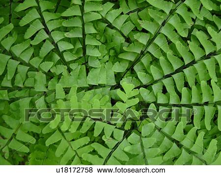 Stock Photo -  Montpelier, VT, Vermont, fern, background. Fotosearch