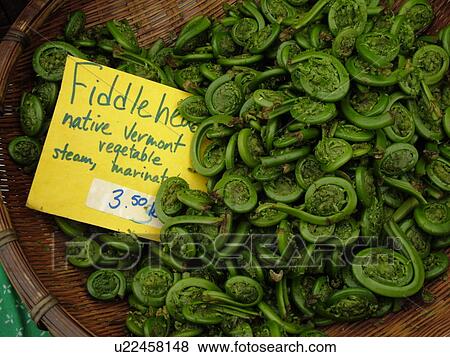 Montpelier, VT, Vermont, Fiddleheads, for sale, Farmer's Market View Large Photo Image Stock Photo - Montpelier, VT, Vermont, Fiddleheads, for sale, Farmer's Market. Fotosearch