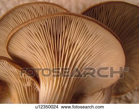 Picture -  Montpelier, VT, Vermont, Oyster Mushrooms . Fotosearch
