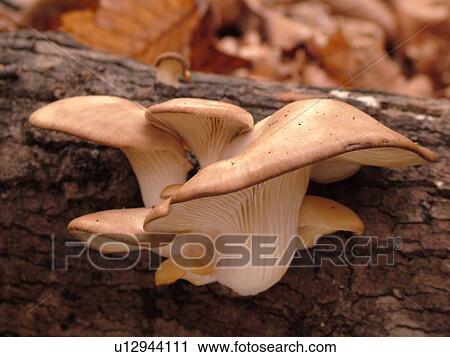 Stock Image -  Montpelier, VT, Vermont, Oyster Mushrooms . Fotosearch