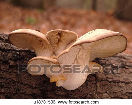 Stock Image -  Montpelier, VT, Vermont, Oyster Mushrooms . Fotosearch