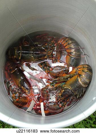 Montpelier, VT, Vermont, pot of lobster, cooking, boiled View Large Photo Image Stock Image - Montpelier, VT, Vermont, pot of lobster, cooking, boiled. Fotosearch