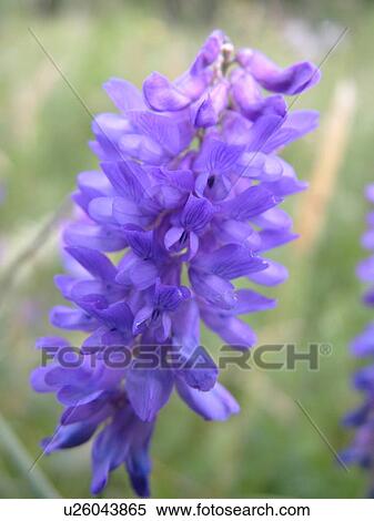 Montpelier, VT, Vermont, purple-blue wildflower View Large Photo Image Stock Photography - Montpelier, VT, Vermont, purple-blue wildflower. Fotosearch