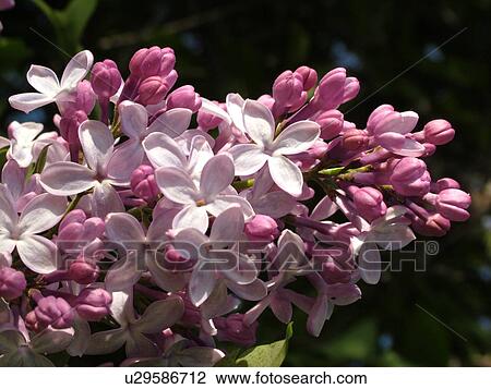 Stock Image -  Montpelier, VT, Vermont, Purple Lilacs, flowers. Fotosearch