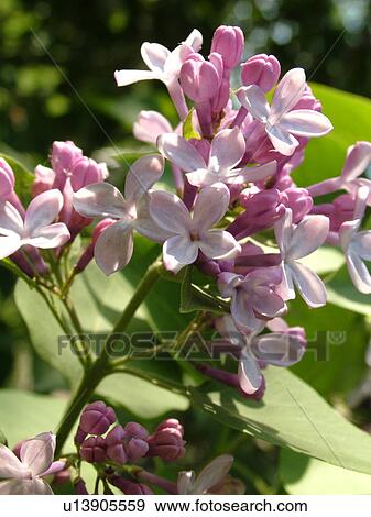 Stock Photo -  Montpelier, VT, Vermont, Purple Lilacs, flowers. Fotosearch