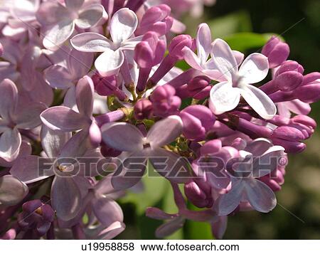 Stock Photo -  Montpelier, VT, Vermont, Purple Lilacs, flowers. Fotosearch