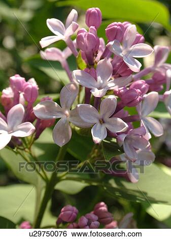Montpelier, VT, Vermont, Purple Lilacs, flowers View Large Photo Image Stock Photograph - Montpelier, VT, Vermont, Purple Lilacs, flowers. Fotosearch