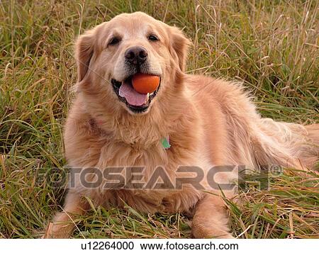Montpelier, VT, Vermont, Rex, Golden Retriever, chewing an orange ball, play, mouth View Large Photo Image Stock Image - Montpelier, VT, Vermont, Rex, Golden Retriever, chewing an orange ball, play, mouth. Fotosearch