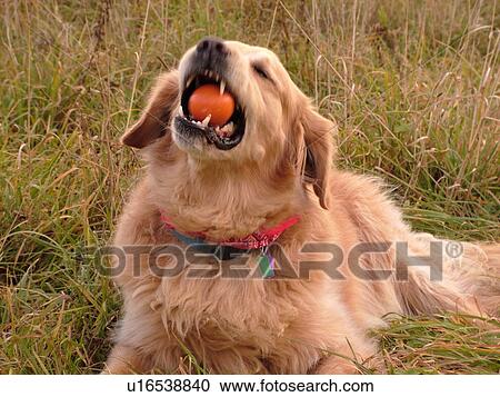 Stock Image -  Montpelier, VT, Vermont, Rex, Golden Retriever, chewing an orange ball, play, mouth. Fotosearch