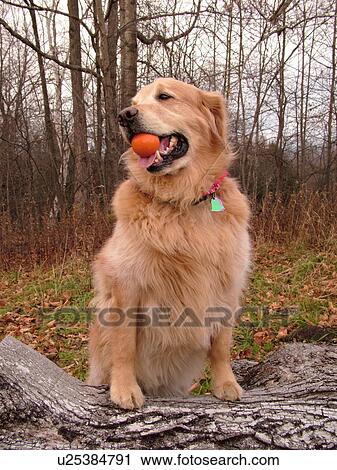 Montpelier, VT, Vermont, Rex, Golden Retriever, orange ball, mouth, play View Large Photo Image Stock Image - Montpelier, VT, Vermont, Rex, Golden Retriever, orange ball, mouth, play. Fotosearch