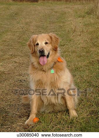 Stock Image -  Montpelier, VT, Vermont, Rex, Golden Retriever, sitting. Fotosearch