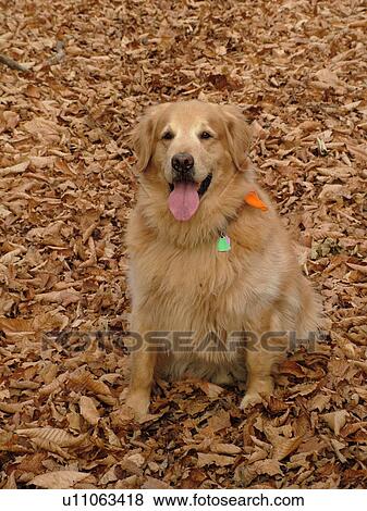 Stock Photo -  Montpelier, VT, Vermont, Rex, Golden Retriever, sitting. Fotosearch