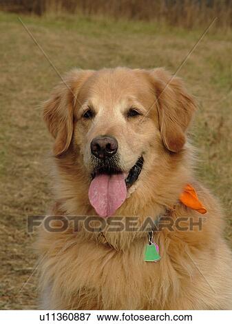 Stock Photo -  Montpelier, VT, Vermont, Rex, Golden Retriever. Fotosearch