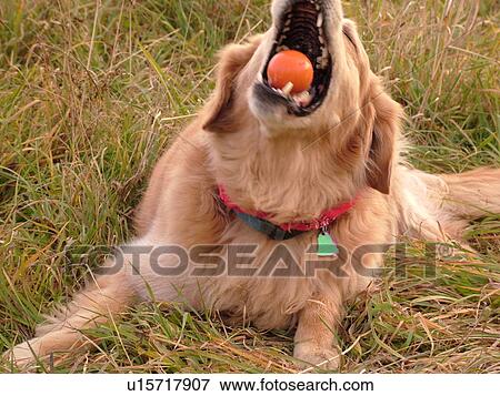 Montpelier, VT, Vermont, Rex, Golden Retriever, chewing an orange ball, play, mouth open View Large Photo Image Stock Photo - Montpelier, VT, Vermont, Rex, Golden Retriever, chewing an orange ball, play, mouth open. Fotosearch
