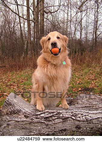 Stock Photo -  Montpelier, VT, Vermont, Rex, Golden Retriever, orange ball, mouth, play. Fotosearch