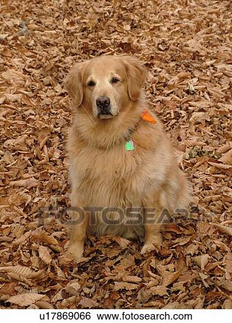 Montpelier, VT, Vermont, Rex, Golden Retriever, sitting View Large Photo Image Stock Photograph - Montpelier, VT, Vermont, Rex, Golden Retriever, sitting. Fotosearch