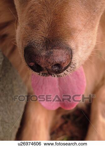 Montpelier, VT, Vermont, Rex, Golden Retriever, nose, tongue View Large Photo Image Stock Photograph - Montpelier, VT, Vermont, Rex, Golden Retriever, nose, tongue. Fotosearch