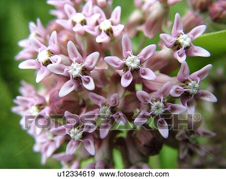 Stock Photo -  Montpelier, VT, Vermont, wildflower, bloom, pink-purple flowers. Fotosearch