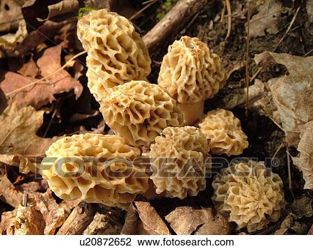 Stock Image -  Montpelier, VT, Vermont, Yellow Morel, mushrooms . Fotosearch