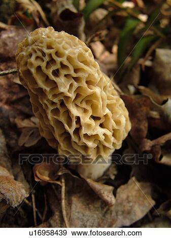 Montpelier, VT, Vermont, Yellow Morel, mushrooms View Large Photo Image Stock Photo - Montpelier, VT, Vermont, Yellow Morel, mushrooms . Fotosearch