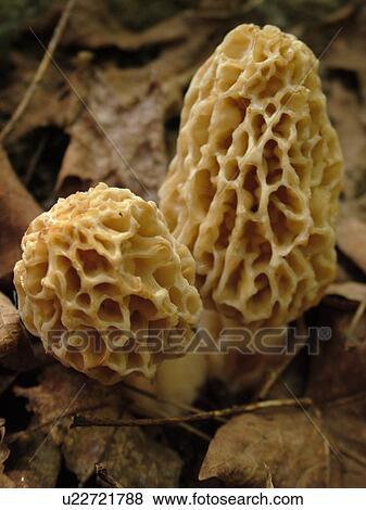 Montpelier, VT, Vermont, Yellow Morel, mushrooms View Large Photo Image Stock Photo - Montpelier, VT, Vermont, Yellow Morel, mushrooms . Fotosearch